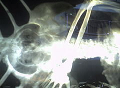 © c-lab 2006, cryptohumanid oceanid hip close up