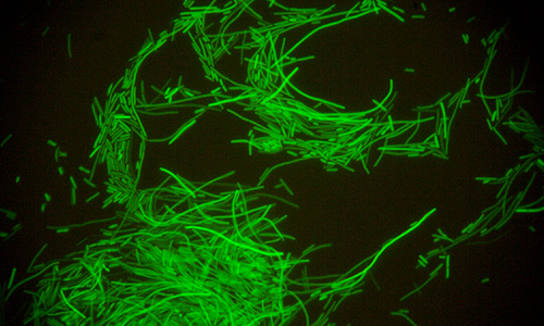 GFP Ecoli - View under Fluorescent Microscope 