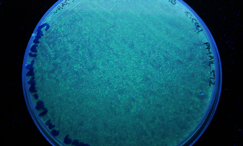 GFP E coli &copy; c-lab 2009 