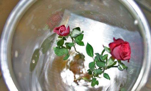 The frozen roses minutes after exposure to proxy Martian atmosphere.