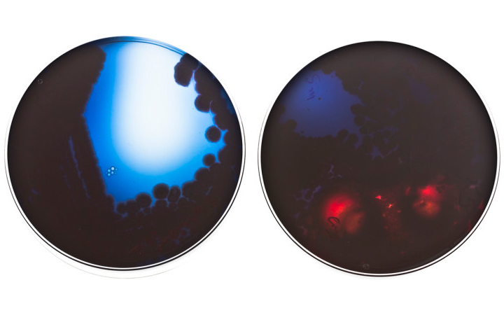 FABER futures (2013), Natsai Chieza, En vie / Alive - New Design Frontiers, Espace Fondation EDF, Paris, France