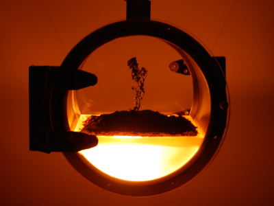 Howard Boland and Laura Cinti (c-lab), 'The Martian Rose', 2009 © c-lab Photo:MOR