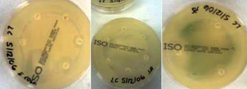 My plates after incubation, © c-lab 2006
