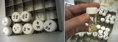 Minimum Inhibitory Concentration (MIC) experiment, ©: c-lab 2006