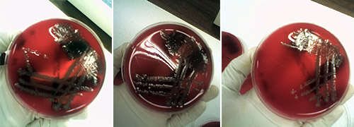 Minimum Bactericidal Concentration (MBC) experiment, © c-lab 2006