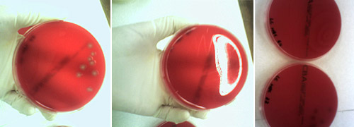 Minimum Bactericidal Concentration (MBC) experiment, © c-lab 2006