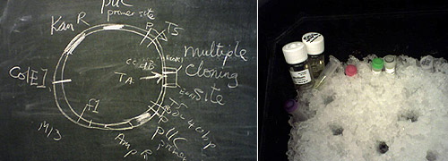 Transformation of plasmid into E.coli experiment, © c-lab 2006