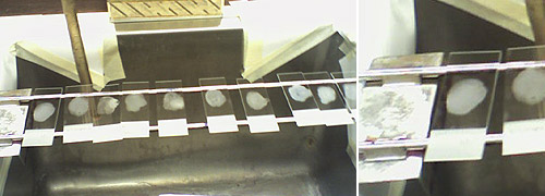 Gram-staining procedure, © c-lab 2006