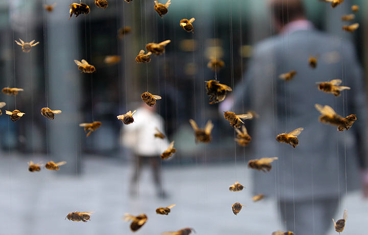 Anne Brodie, Bee Box, 2011