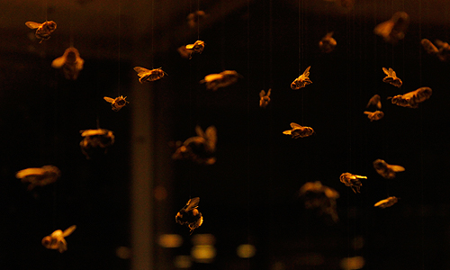 Anne Brodie, Bee Box, 2011