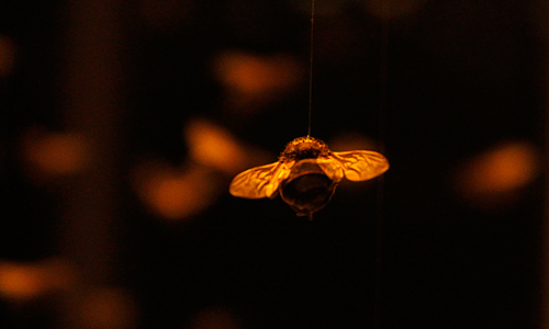 Anne Brodie, Bee Box, 2011