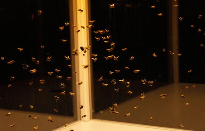 Anne Brodie, Bee Box, 2011
