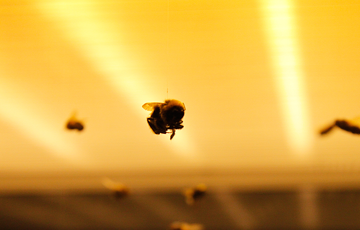 Anne Brodie, Bee Box, 2011