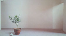 Still Life In The Sun, Wang Yahui (Taiwan China)