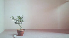 Still Life In The Sun, Wang Yahui (Taiwan China)