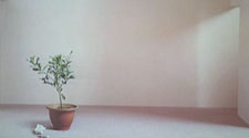 Still Life In The Sun, Wang Yahui (Taiwan China)