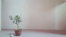 Still Life In The Sun, Wang Yahui (Taiwan China)
