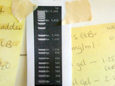 Metrics for genetics, the DNA Ladder was used to give DNA fragments a value measured in basepairs.  © c-lab 2010