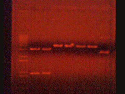Digested DNA, using molecular cutters or enzymes to cut-up DNA. After running these on a gel, fragments separate in size