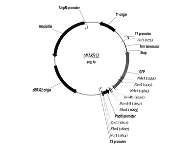 An abstract representation of a DNA plasmid where restriction sites and other features have been mapped. Restriction sit