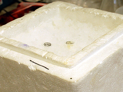 Much of the material is kept cool by working on iceboxes. This provides stability and longevity for products and culture
