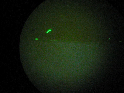 We observed single bacteria swimming using a Fluorescent Microscope. The green glow, shows how this bacterium is express