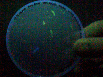 By placing plates under UV-light, the green fluorescent proteins become illuminated and give of an eerie green colour fr