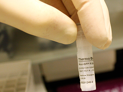 An example of a primer used to produce larger quantities of DNA segments. The primer allows us to target a segment of in