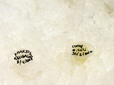 An example of a transformed batch of cells and competent cells. Competent cells are the workhorses without any specific 
