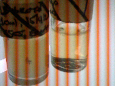 Two bottles of media after inoculation. A selective antibiotic is often used to ensure that only those cells with insert