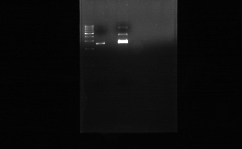 Documentation of Gel
