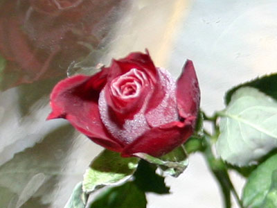 The Martian Rose &copy; c-lab 2007