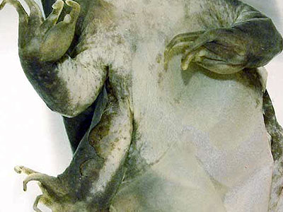 Green frog (Detail) &copy; Brandon Ballengée 2007