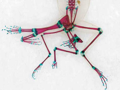 DFA 18 Cleared and Stained Multi-limbed Pacific Tree frog Aptos, California. Digital imaging courtesy The Institute for 