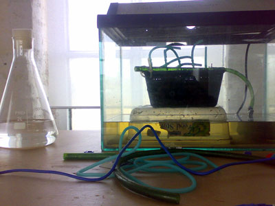 Flask containing Bristol’s medium for green algae and a sample of Water4 &copy; Andy Gracie 2007