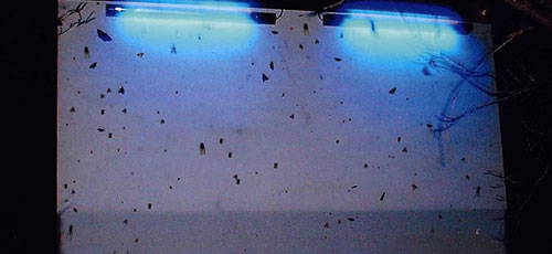 Love Motel for Insects &copy; Brandon Balleng&eacute;e 2007