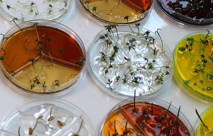 Plant experiments in preperation for the opening.
