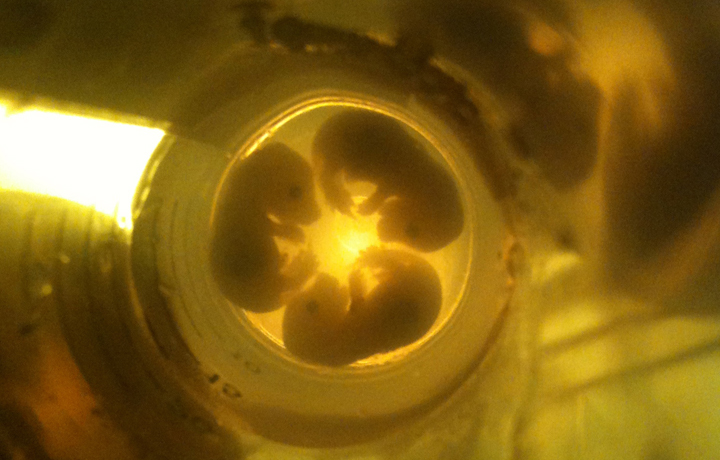 Mice embryos for imaging transgenics (using 3D micro magnetic resonance imaging techniques).