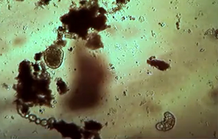 Andy Gracie, 43.25.5.37, 2010, Stills of video screening. Footage of organisms taken from the coordinates N 43' 25" W 5'