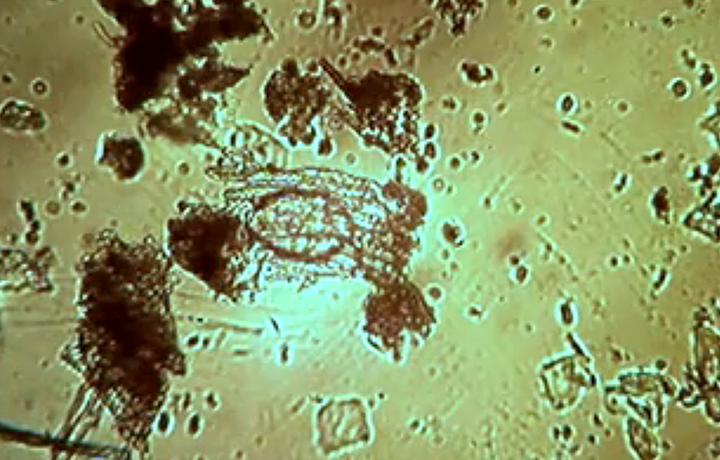 Andy Gracie, 43.25.5.37, 2010, Stills of video screening. Footage of organisms taken from the coordinates N 43' 25" W 5'