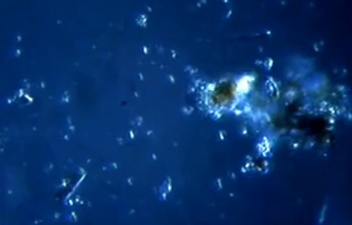 Andy Gracie, 43.25.5.37, 2010, Stills of video screening. Footage of organisms taken from the coordinates N 43' 25" W 5'