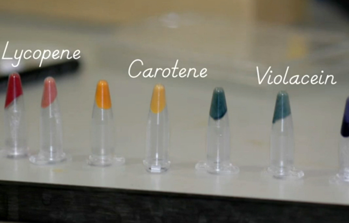 Alexandra Daisy Ginsberg, James King & the Cambridge University iGEM 2009 team, E.Chromi, 2010, Stills of video screenin