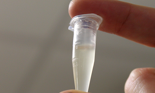 E coli GFP &copy; c-lab 2009
