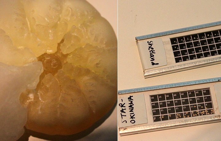 Anne's Thing, Evaporation of Things, March 2013