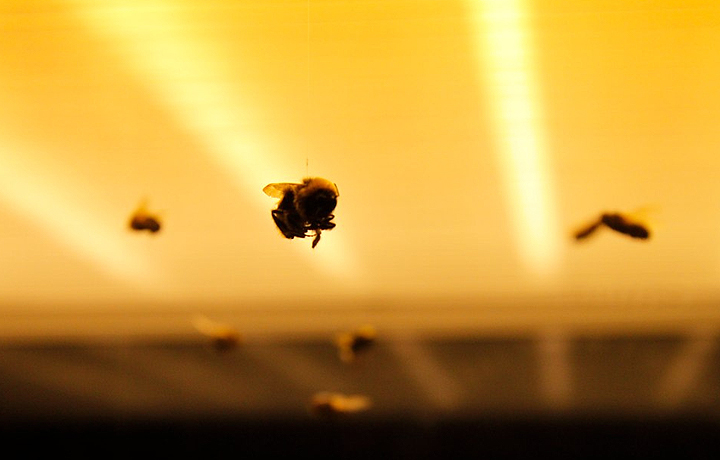 anne brodie, 'bee box', 2011, london, uk (photo: c-lab)