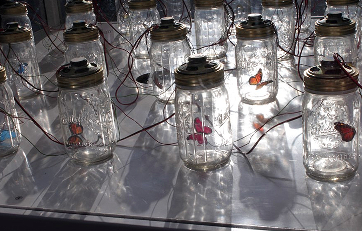 antónio caramelo, setting up 'dreaming of a butterfly', 2011, london, uk