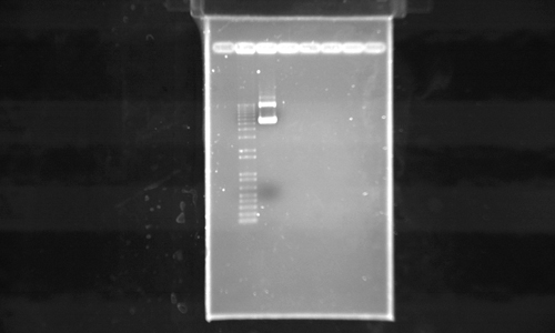 Gel run &copy; c-lab 2009