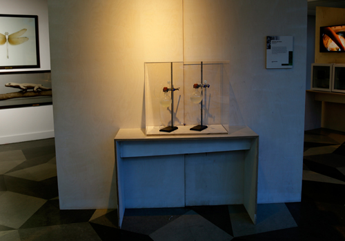 Banana Bacteria, Science Gallery
