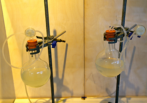 Banana Bacteria, Science Gallery