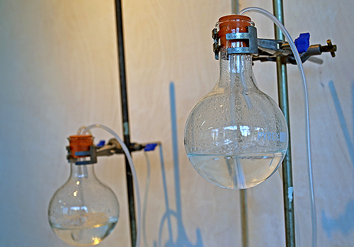 Banana Bacteria, Science Gallery